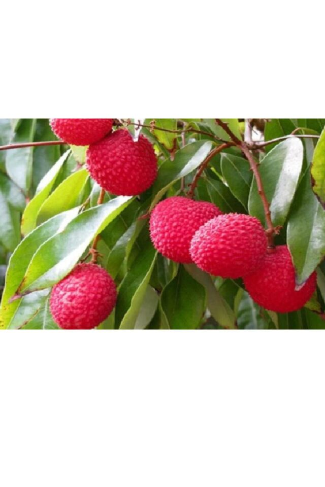 Lychee/liçi Meyvesi